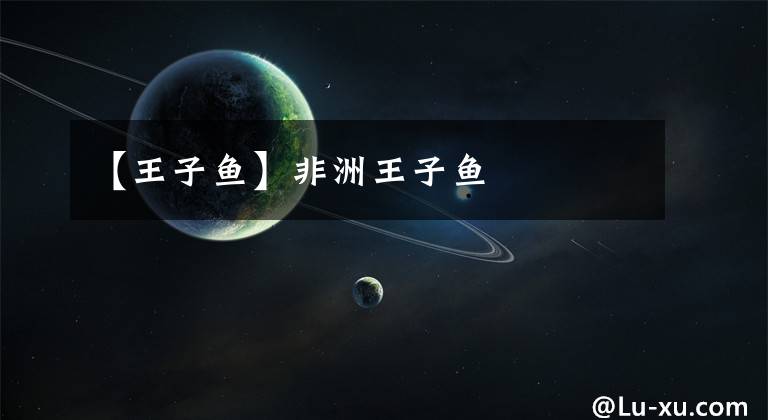 【王子鱼】非洲王子鱼