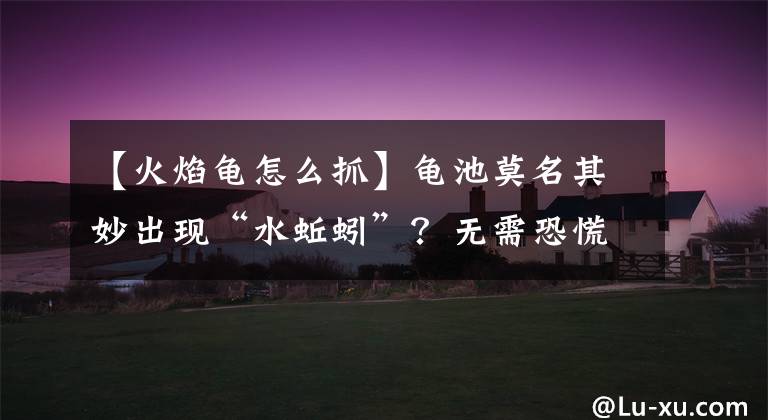 【火焰龟怎么抓】龟池莫名其妙出现“水蚯蚓”?无需恐慌!这样做即可!