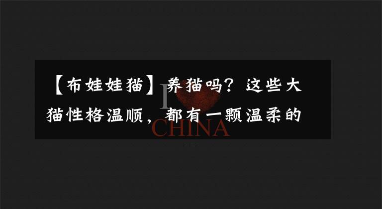 【布娃娃猫】养猫吗?这些大猫性格温顺,都有一颗温柔的心