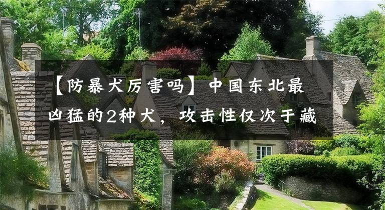 【防暴犬厉害吗】中国东北最凶猛的2种犬,攻击性仅次于藏獒,看到最好绕道走