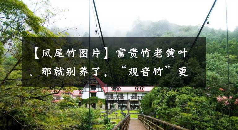 【凤尾竹图片】富贵竹老黄叶，那就别养了，“观音竹”更漂亮，好养又吉祥