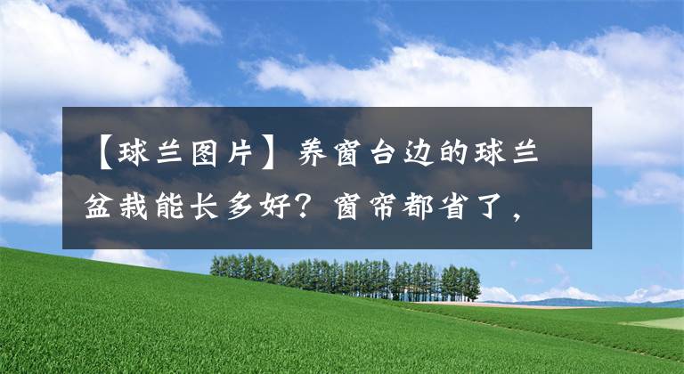 【球兰图片】养窗台边的球兰盆栽能长多好？窗帘都省了，还不断开花，花朵很香