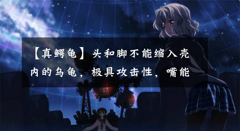 【真鳄龟】头和脚不能缩入壳内的乌龟，极具攻击性，嘴能咬断人类手指