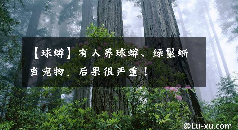 【球蟒】有人养球蟒、绿鬣蜥当宠物,后果很严重!