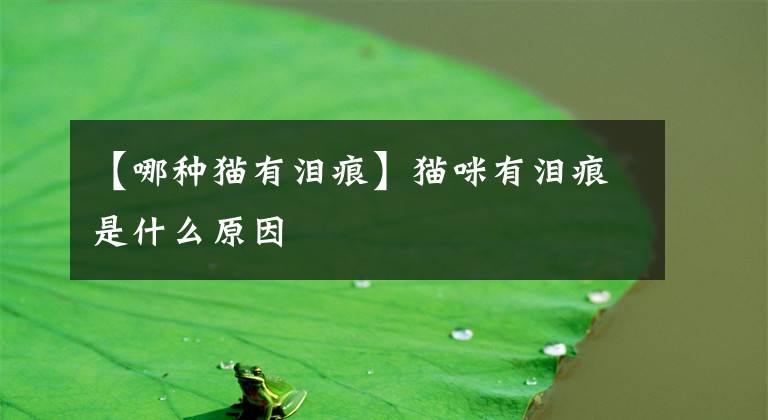 【哪种猫有泪痕】猫咪有泪痕是什么原因