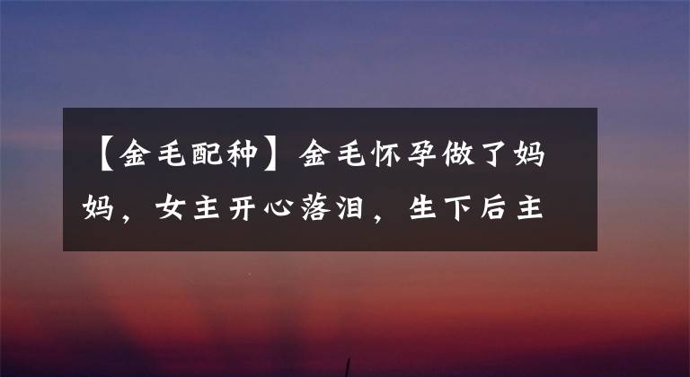 【金毛配种】金毛怀孕做了妈妈,女主开心落泪,生下后主人却瞬间傻了眼