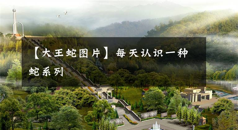 【大王蛇图片】每天认识一种蛇系列