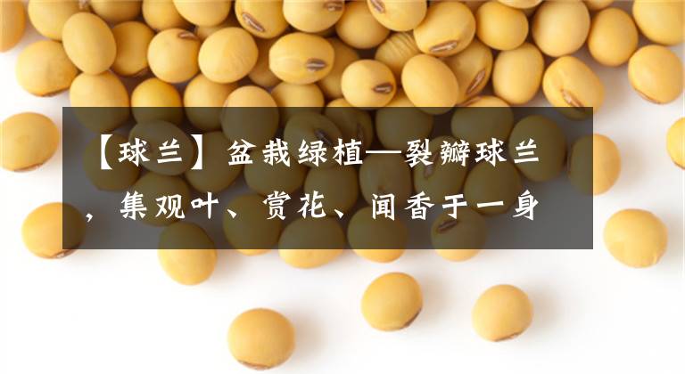 【球兰】盆栽绿植—裂瓣球兰,集观叶、赏花、闻香于一身,封闭阳台也能养