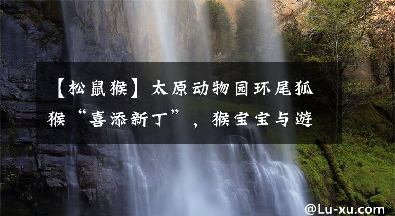 【松鼠猴】太原动物园环尾狐猴“喜添新丁”，猴宝宝与游客见面
