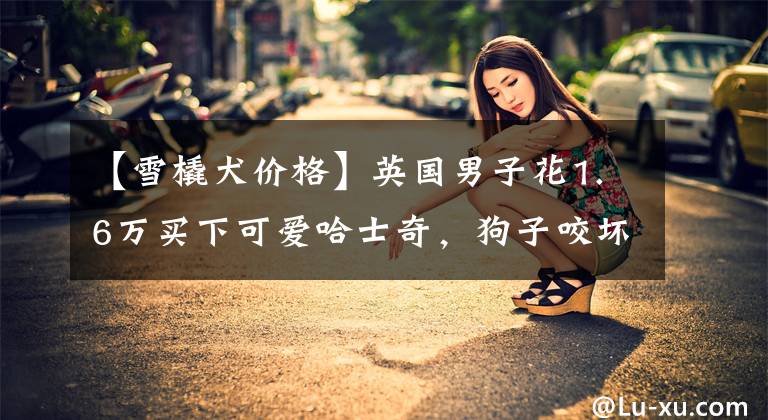 【雪橇犬价格】英国男子花1.6万买下可爱哈士奇，狗子咬坏珍贵古董沙发