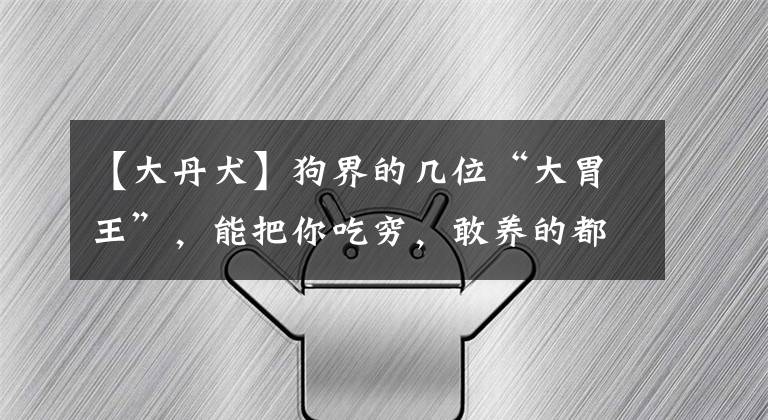 【大丹犬】狗界的几位“大胃王”,能把你吃穷,敢养的都是牛人