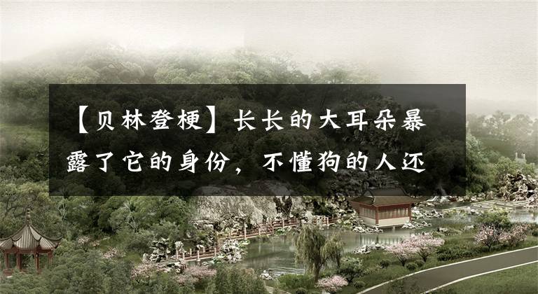 【贝林登梗】长长的大耳朵暴露了它的身份，不懂狗的人还以为它是比格犬