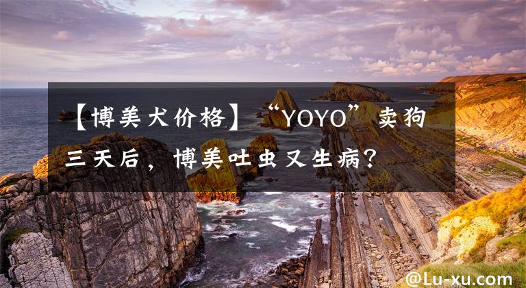 【博美犬价格】“YOYO”卖狗三天后，博美吐虫又生病？