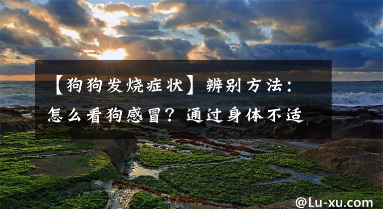 【狗狗发烧症状】辨别方法：怎么看狗感冒？通过身体不适的表现分析