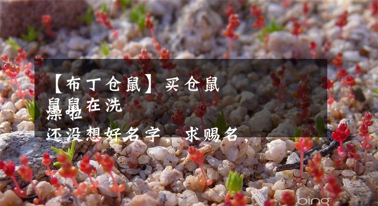 【布丁仓鼠】买仓鼠 鼠鼠在洗澡啦 还没想好名字,求赐名,是一只布丁吖~