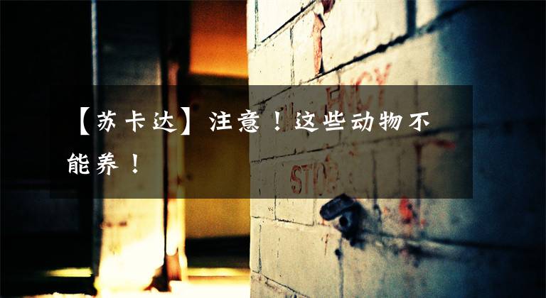 【苏卡达】注意!这些动物不能养!