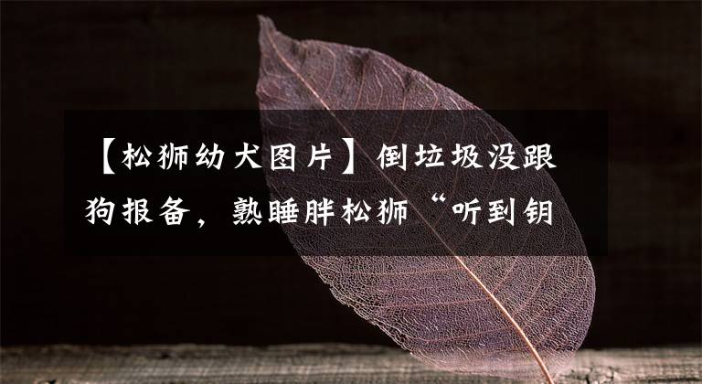 【松狮幼犬图片】倒垃圾没跟狗报备,熟睡胖松狮“听到钥匙声”,坐起来狠瞪:去哪