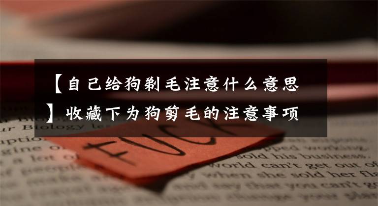 【自己给狗剃毛注意什么意思】收藏下为狗剪毛的注意事项_包治网