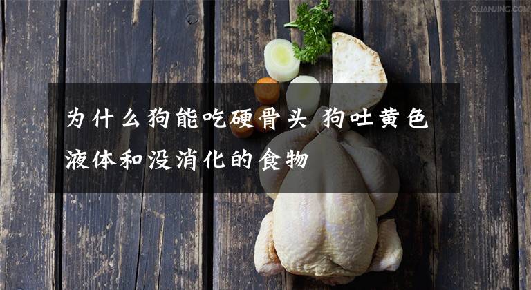 为什么狗能吃硬骨头 狗吐黄色液体和没消化的食物