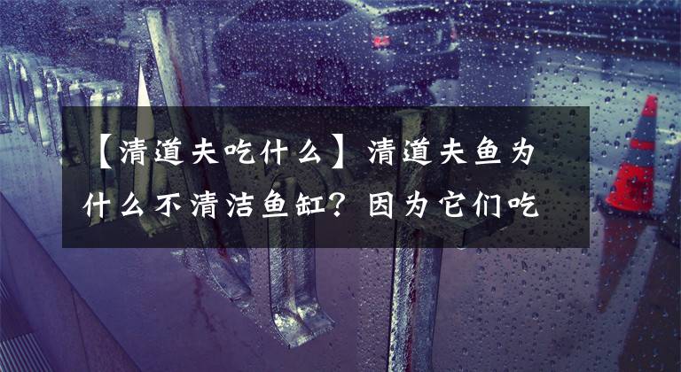 【清道夫吃什么】清道夫鱼为什么不清洁鱼缸?因为它们吃鱼而不是吃鱼粪