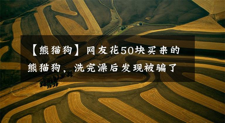 【熊猫狗】网友花50块买来的熊猫狗，洗完澡后发现被骗了！