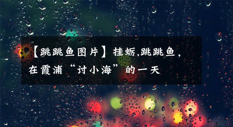 【跳跳鱼图片】挂蛎,跳跳鱼，在霞浦“讨小海”的一天