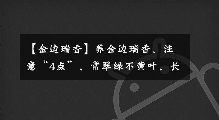 【金边瑞香】养金边瑞香，注意“4点”，常翠绿不黄叶，长成小树，花多又芳香