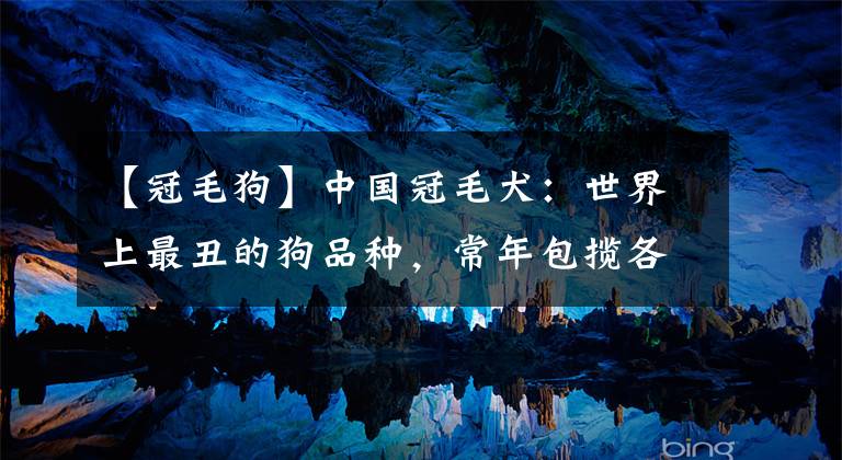 【冠毛狗】中国冠毛犬：世界上最丑的狗品种，常年包揽各种全球最丑冠军