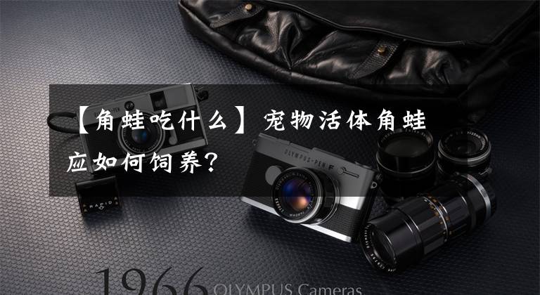 【角蛙吃什么】宠物活体角蛙应如何饲养？