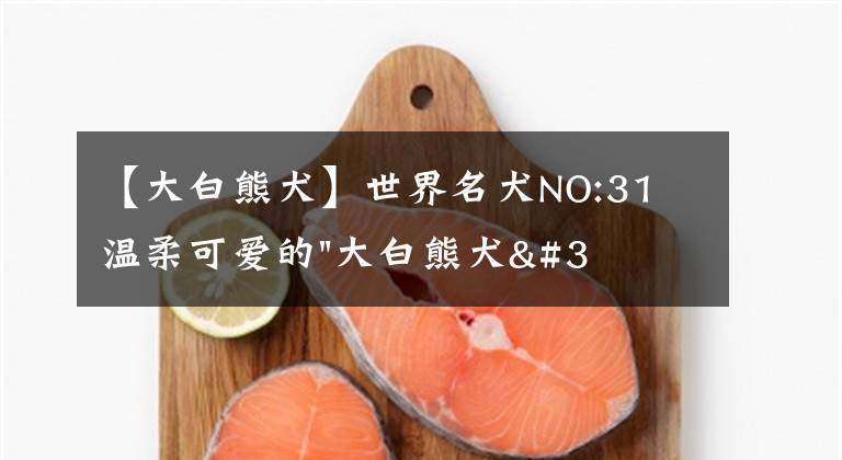 【大白熊犬】世界名犬NO:31 温柔可爱的"大白熊犬"雪地中的精灵.