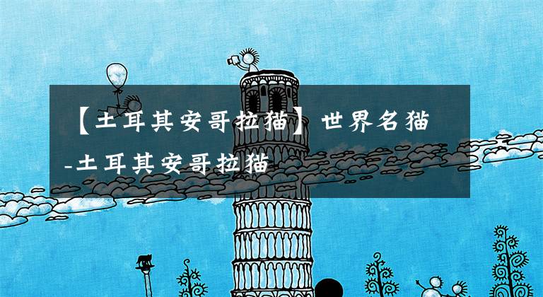 【土耳其安哥拉猫】世界名猫-土耳其安哥拉猫