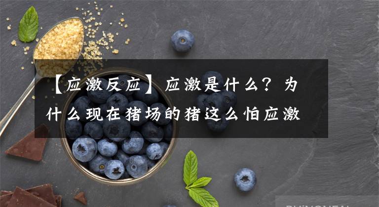 【应激反应】应激是什么？为什么现在猪场的猪这么怕应激？