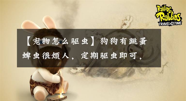 【宠物怎么驱虫】狗狗有跳蚤蜱虫很烦人，定期驱虫即可，但如何正确使用驱虫药？