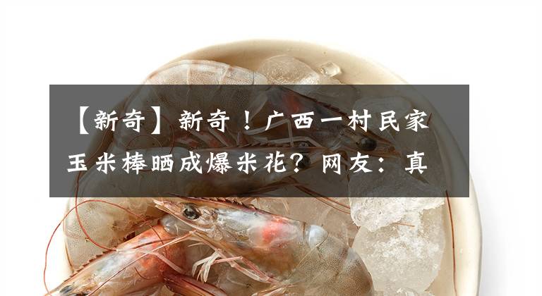 【新奇】新奇！广西一村民家玉米棒晒成爆米花？网友：真·热爆了