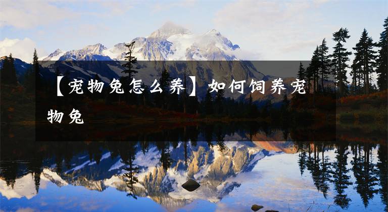 【宠物兔怎么养】如何饲养宠物兔