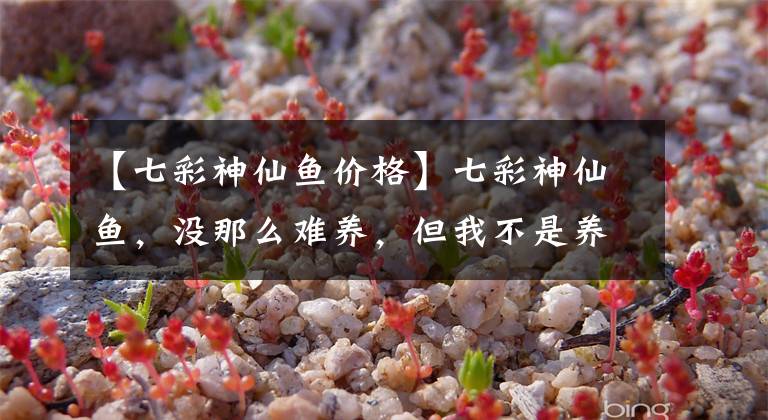 【七彩神仙鱼价格】七彩神仙鱼,没那么难养,但我不是养鱼大神,只会简单养