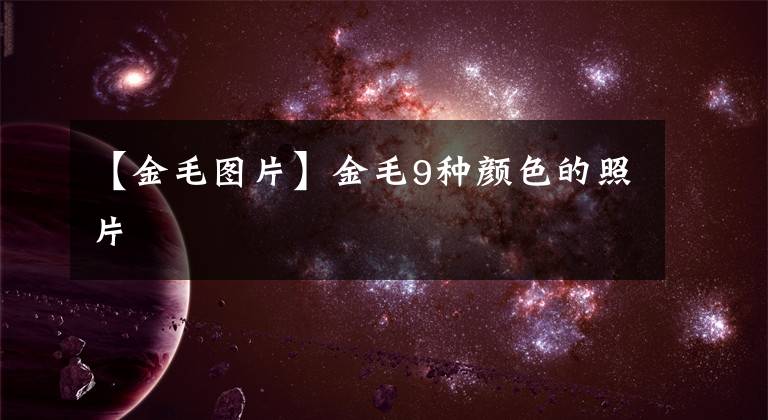 【金毛图片】金毛9种颜色的照片