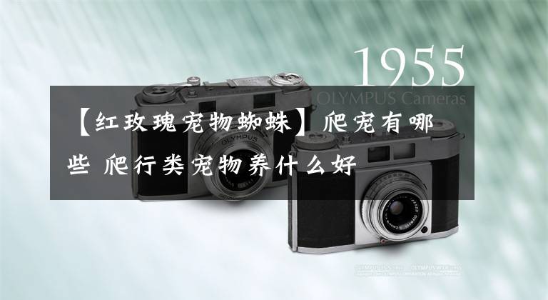 【红玫瑰宠物蜘蛛】爬宠有哪些 爬行类宠物养什么好