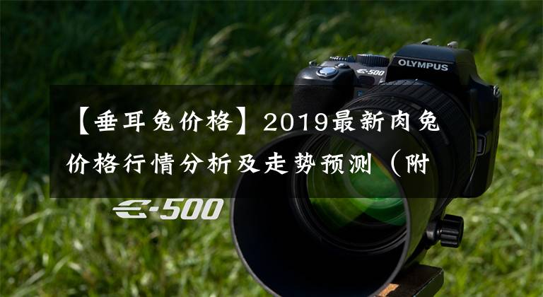 【垂耳兔价格】2019最新肉兔价格行情分析及走势预测（附今日肉兔价格）