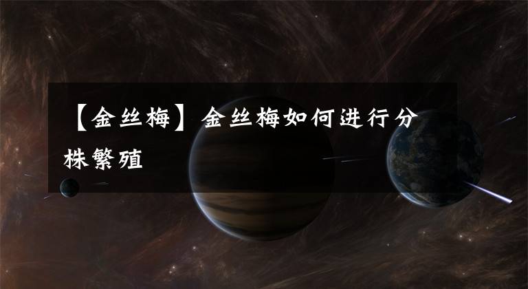 【金丝梅】金丝梅如何进行分株繁殖