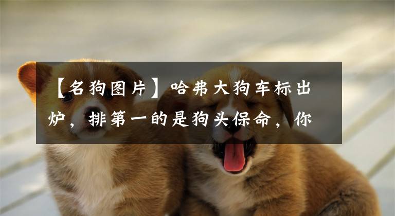 【名狗图片】哈弗大狗车标出炉，排第一的是狗头保命，你觉得哪个更好看？