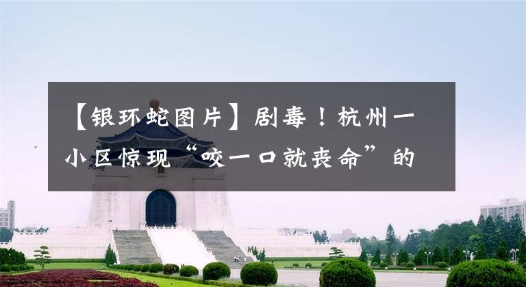 【银环蛇图片】剧毒！杭州一小区惊现“咬一口就丧命”的银环蛇，关键时刻……