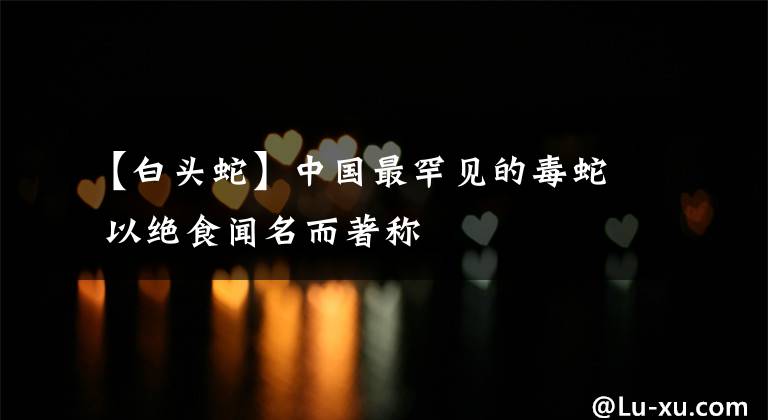 【白头蛇】中国最罕见的毒蛇 以绝食闻名而著称