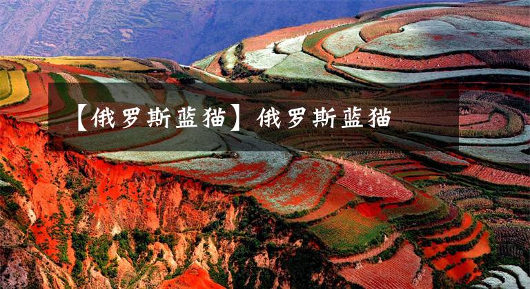 【俄罗斯蓝猫】俄罗斯蓝猫