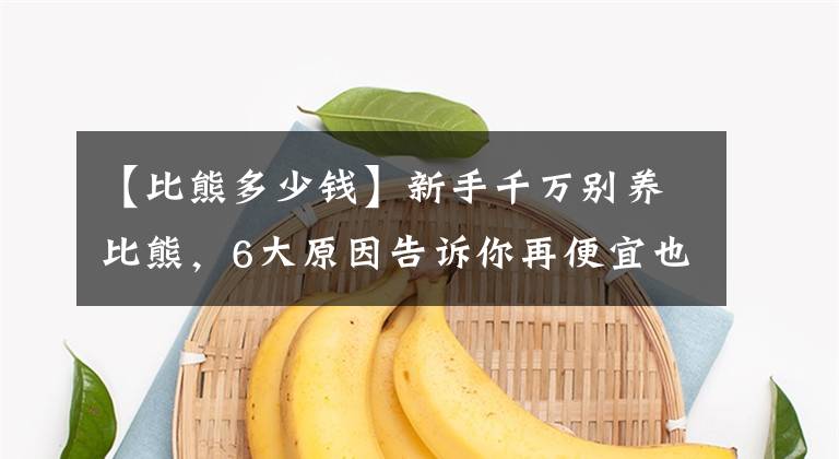 【比熊多少钱】新手千万别养比熊,6大原因告诉你再便宜也不要上当