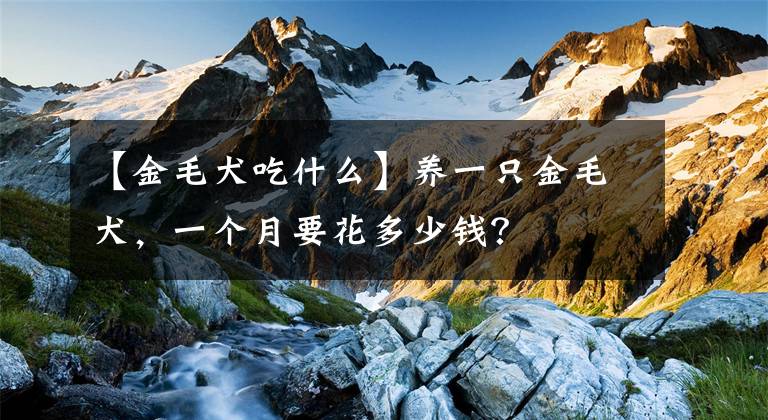 【金毛犬吃什么】养一只金毛犬，一个月要花多少钱？