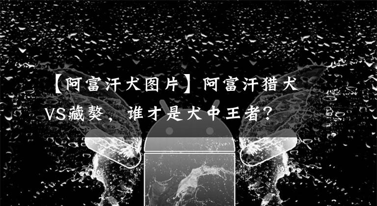 【阿富汗犬图片】阿富汗猎犬VS藏獒,谁才是犬中王者?