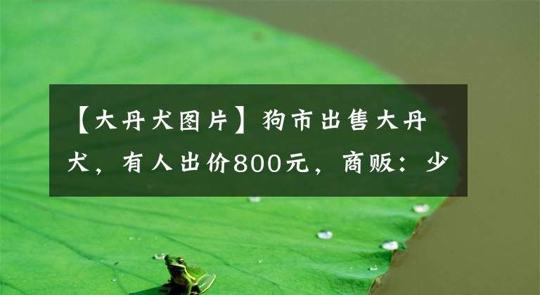 【大丹犬图片】狗市出售大丹犬，有人出价800元，商贩：少了1000不用谈！