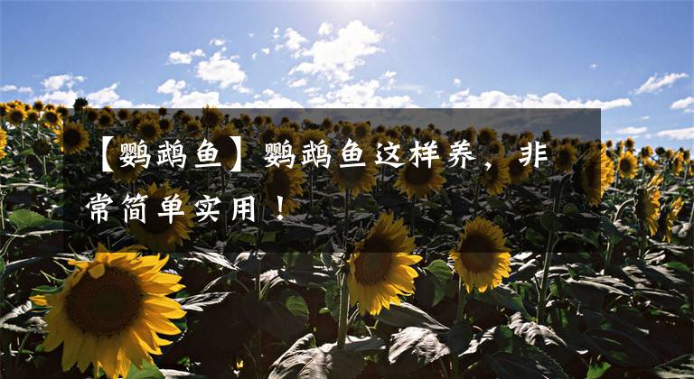 【鹦鹉鱼】鹦鹉鱼这样养，非常简单实用！
