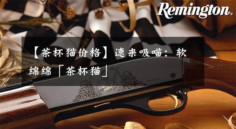 【茶杯猫价格】速来吸喵:软绵绵「茶杯猫」